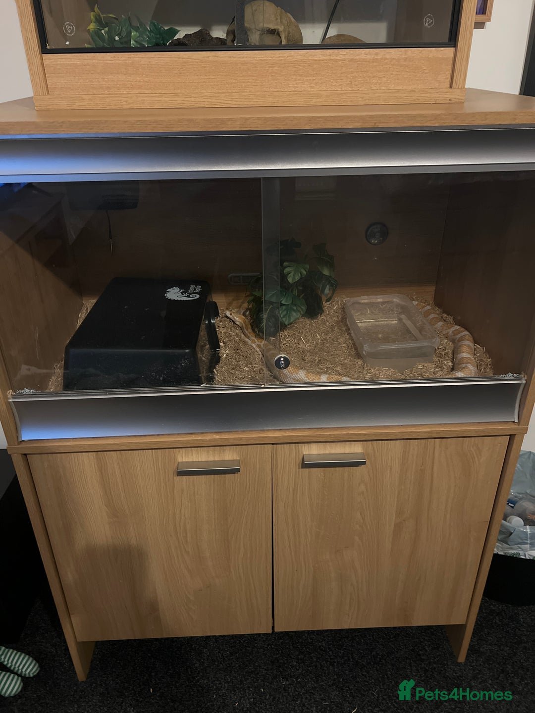 Corn Snake reptiles for sale: Corn snake - Image 3