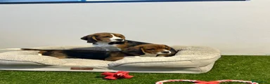 Beagle 1