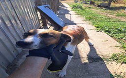 Mixed Breed dogs for adoption: BENNY - a faithful dog for a Loving Home - Image 39