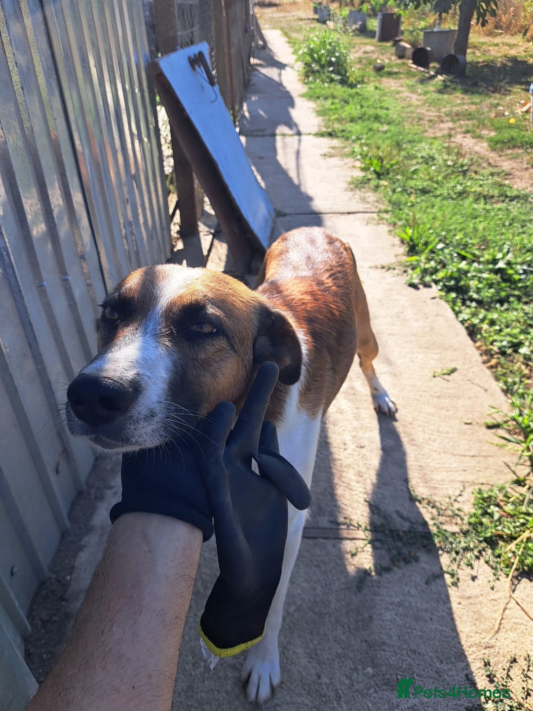 Mixed Breed dogs for adoption: BENNY - a faithful dog for a Loving Home - Image 39