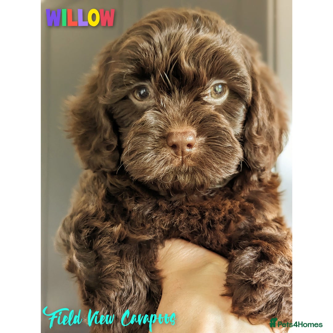 Cavapoo dogs for sale: F1 Extensively health tested Cavapoo puppies  - Advert 11