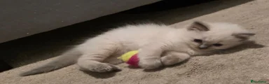 Ragdoll 5
