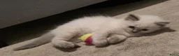 Ragdoll cats for sale: Ragdoll kittens  - Advert 7