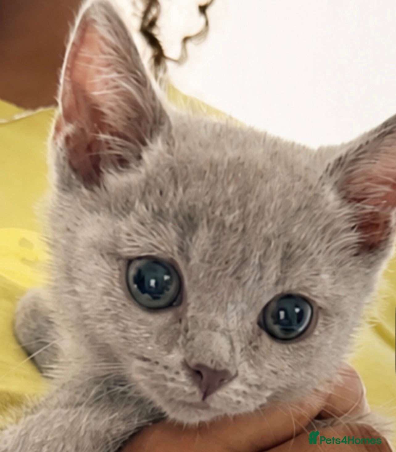 British Shorthair cats Beautiful British short hair x Russian blue  - Advert 2