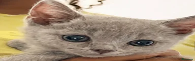 Kitten 1 