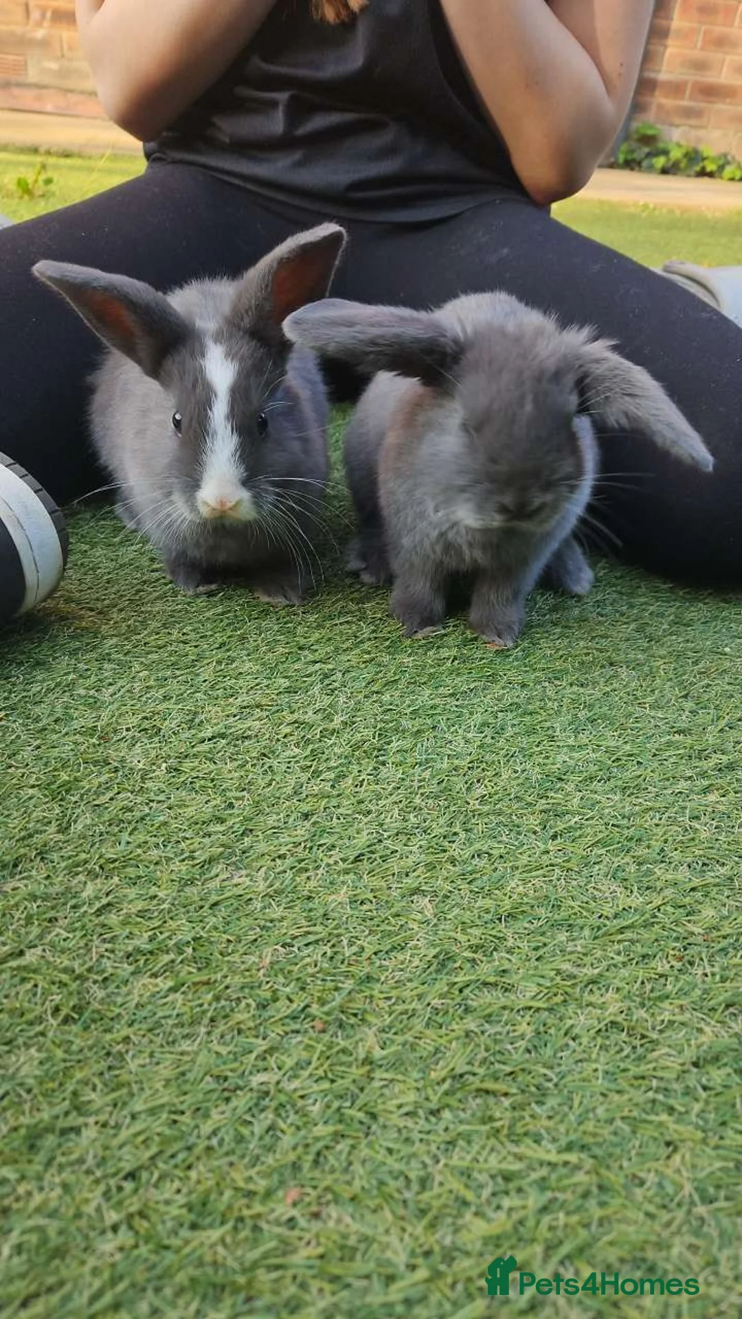 Mini Lop rabbits for sale: 2 female mini lop sister's with hutch - Advert 1