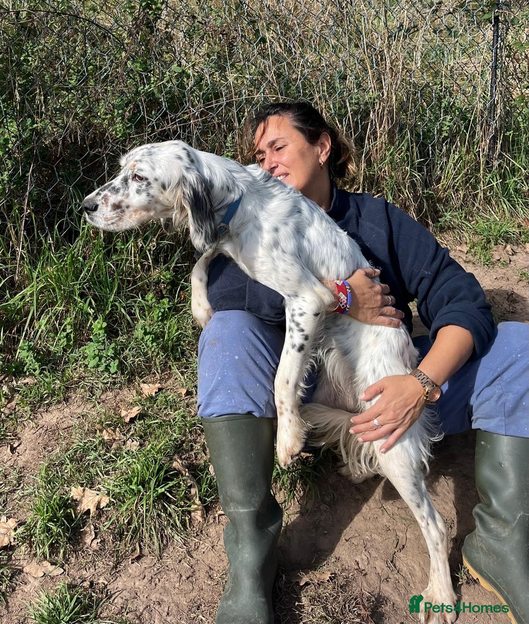 English Setter dogs for adoption: Gela  - Image 6