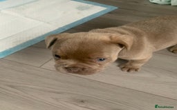 French Bulldog dogs for sale: 4 French bull dogs puppies  - Image 12