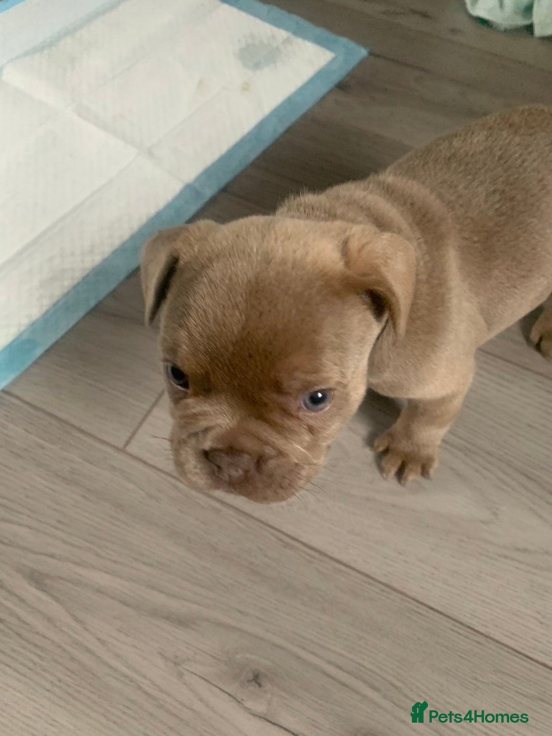 French Bulldog dogs for sale: 4 French bull dogs puppies  - Image 12