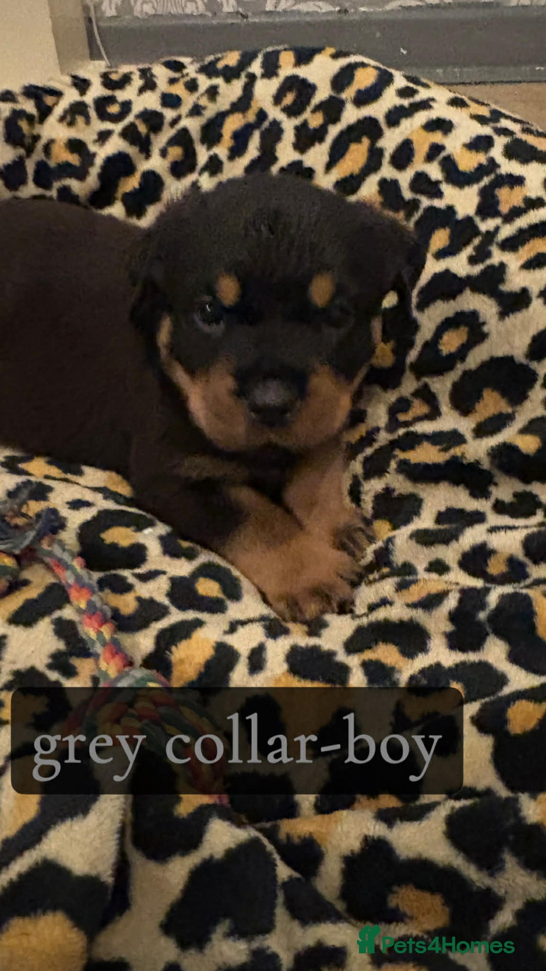 Rottweiler dogs for sale: Rottweiler Puppies  - Advert 4