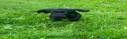 Cocker Spaniel dogs for sale: Working lines Boy Cocker Puppy  - Advert 3