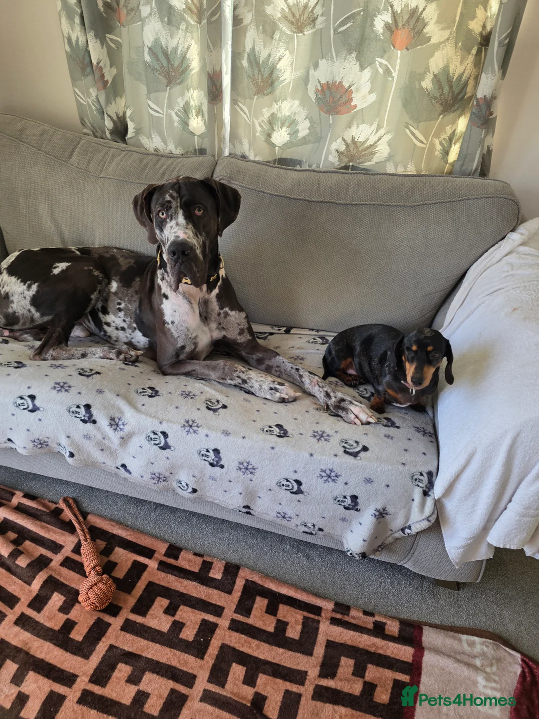 Great Dane dogs for sale: Beautiful male dane - Advert 5