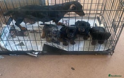 Dachshund dogs for sale: 4 Dachshund puppies for sale  - Image 2