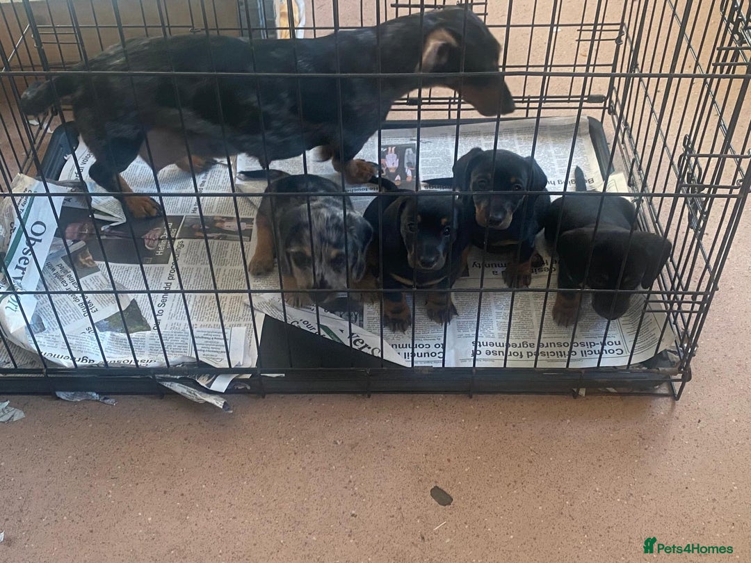 Dachshund dogs for sale: 4 Dachshund puppies for sale  - Image 2