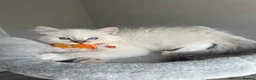 Ragdoll cats for sale: GCCF ragdoll kittens for sale - Advert 16
