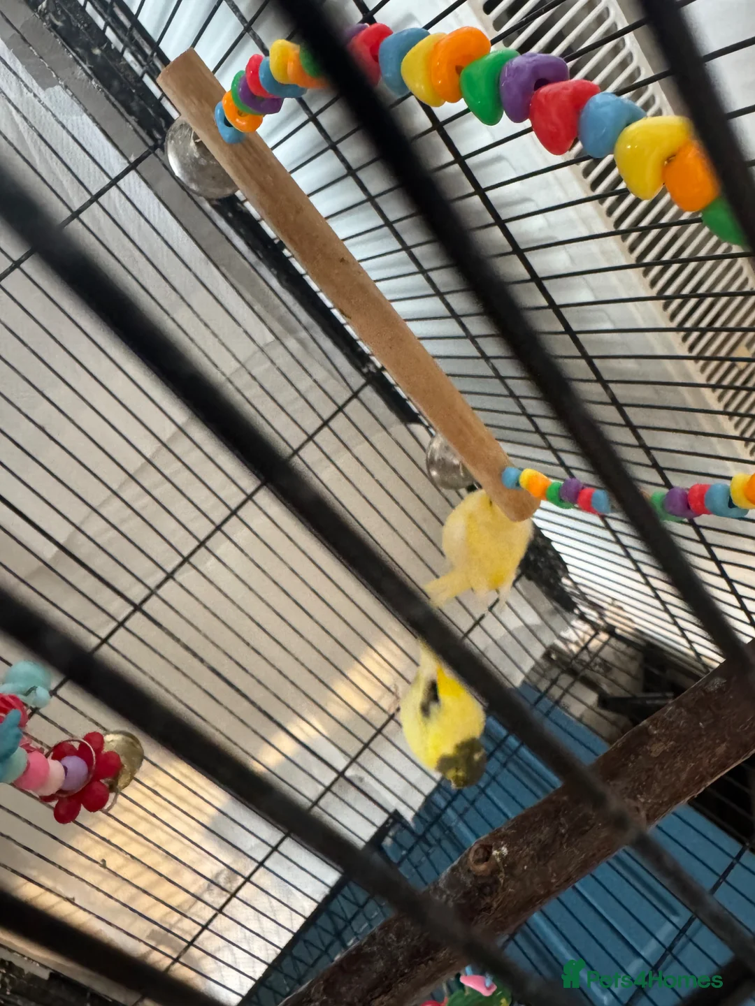 Canaries birds for sale: X2 canaries in Leicester - Advert 2