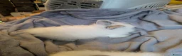 Lionhead rabbits for sale: Baby lionhead rabbits  - Advert 5