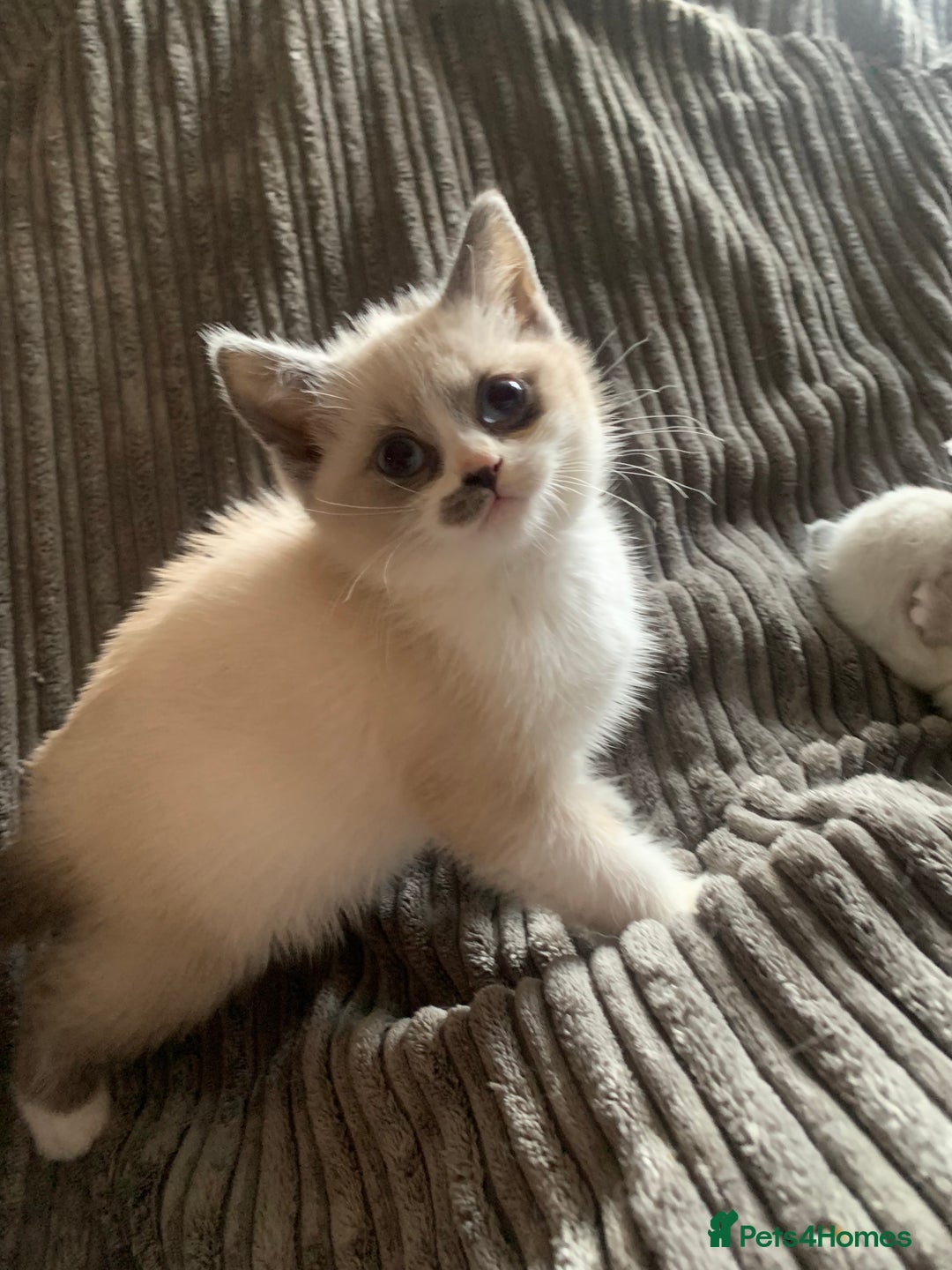 Persian cats for sale: Our cute adorable little female seal point  - Image 22