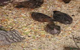 Quail poultry for sale: 27 quail available hatched 2025 - Image 5