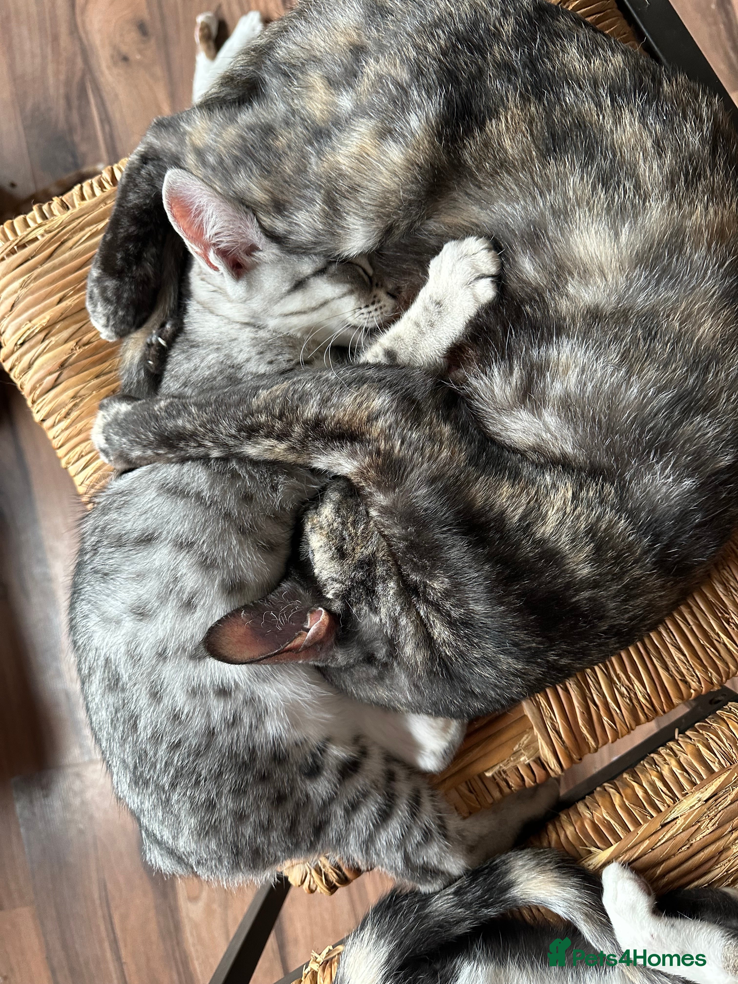 Mixed Breed cats for sale: Amazing Crossed Bengals Available  - Advert 11