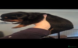 Rottweiler dogs for sale: KC & Fully Health Tested Rottweiler Puppies - Image 11