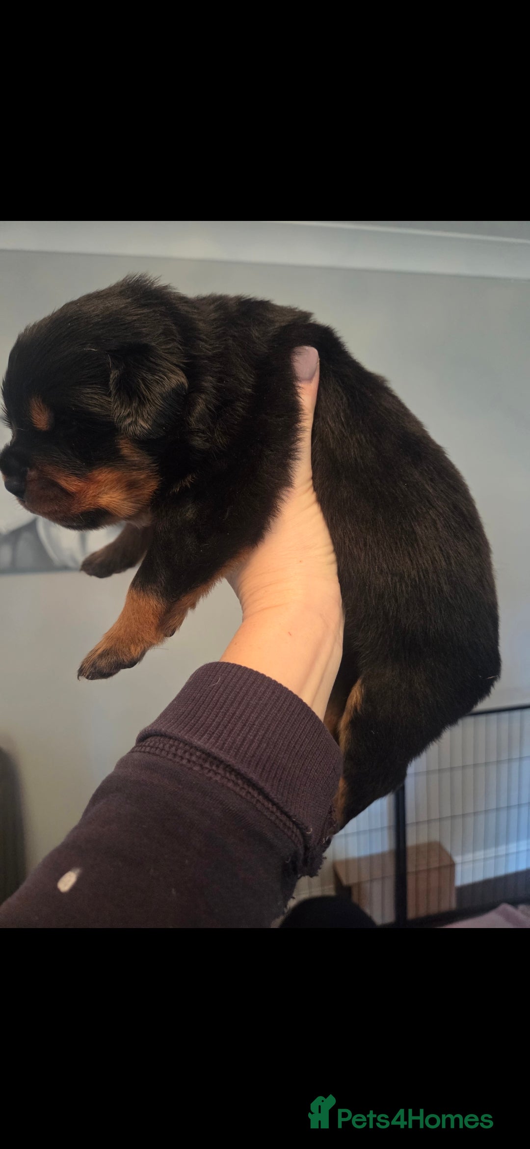 Rottweiler dogs for sale: KC & Fully Health Tested Rottweiler Puppies - Image 11