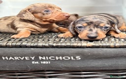 Miniature Dachshund dogs for sale: Miniature Daschund KC. PRA-OI-CRD-PRA-NCL - Image 15