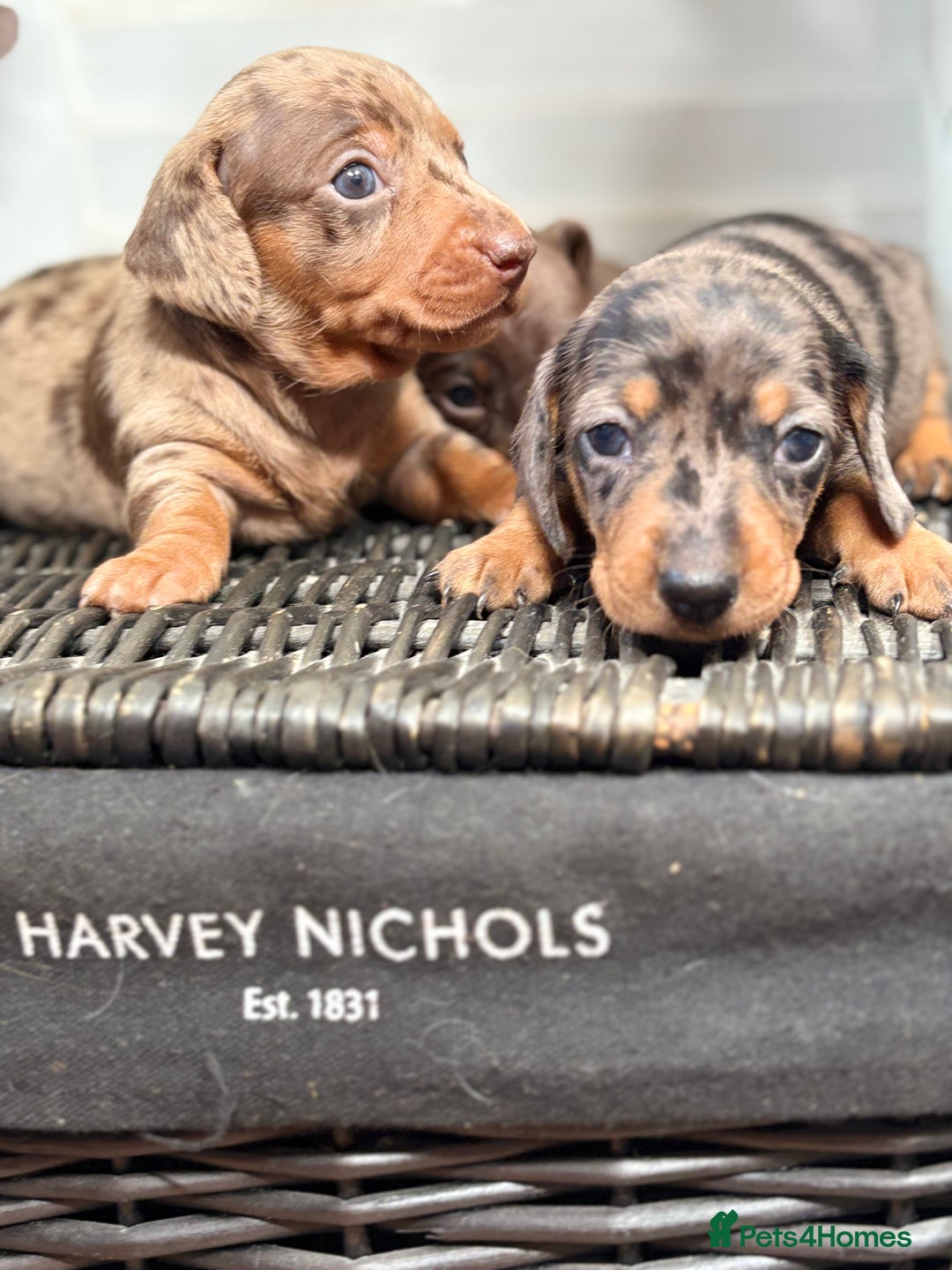 Miniature Dachshund dogs for sale: Miniature Daschund KC. PRA-OI-CRD-PRA-NCL - Image 15