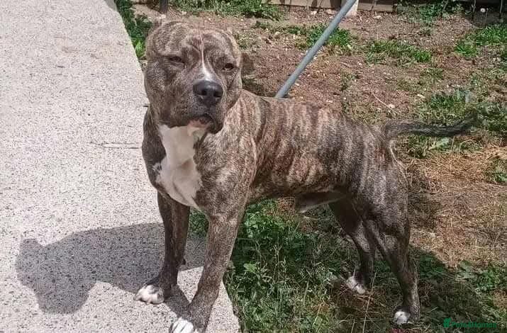 Staffordshire Bull Terrier dogs Proven stud available  in Newton Aycliffe - Advert 10