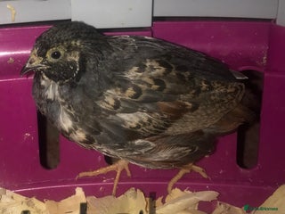 Quail poultry SEXED CHINESE PAINTED BUTTON QUAILS ! - Advert 1