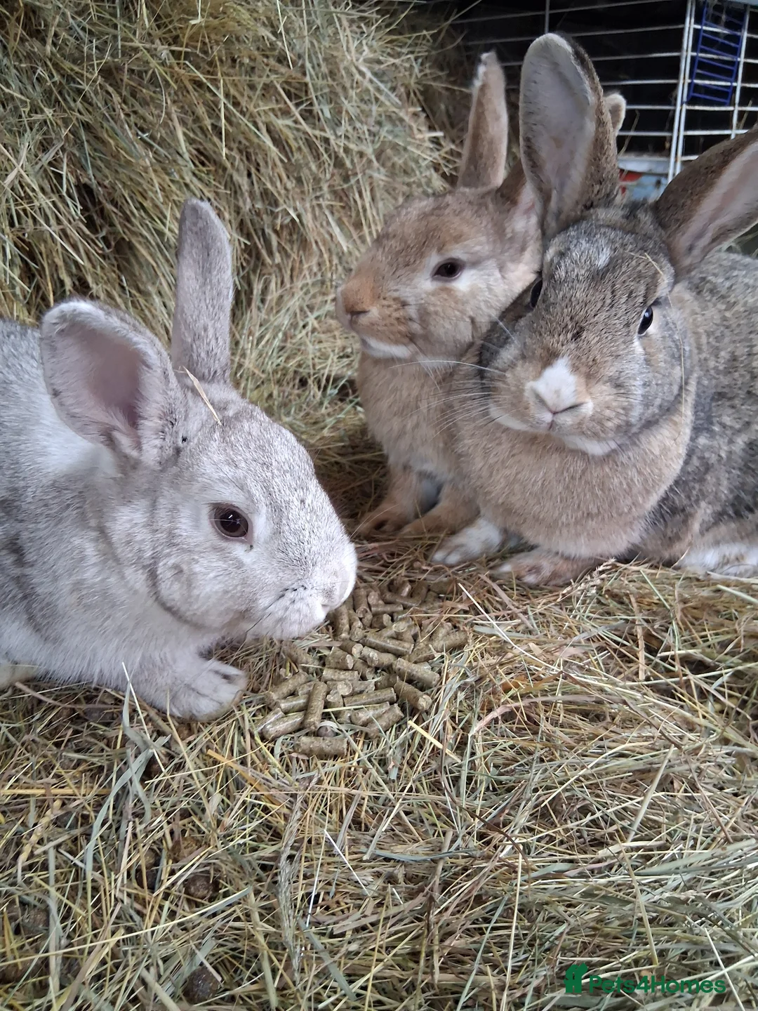 Mixed Breed rabbits for sale: Rabbits mixed in Feltham - Advert 6