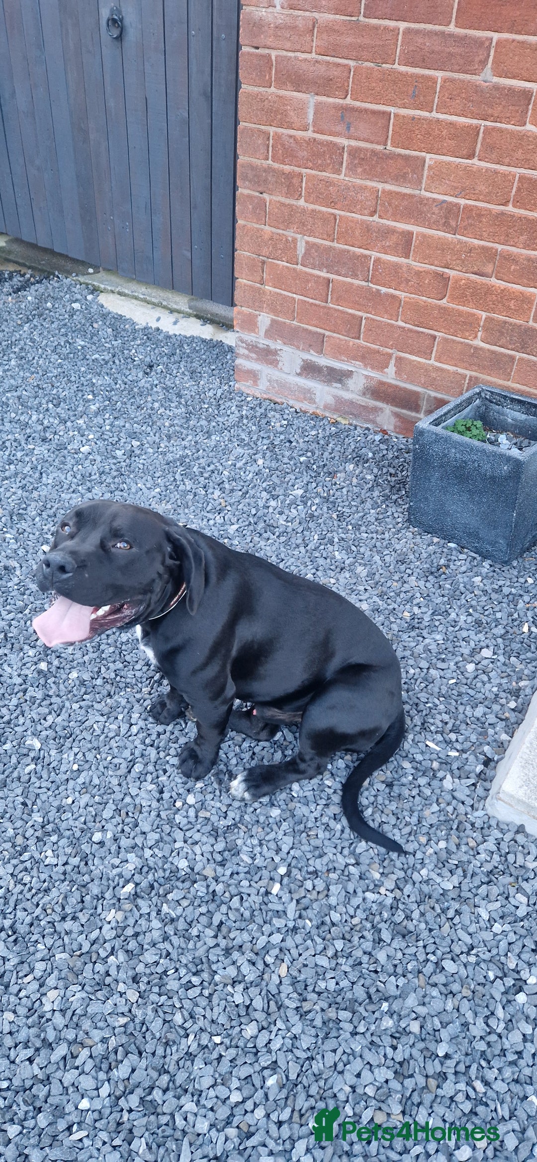 Mixed Breed dogs for sale: Frank  - Image 1