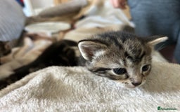 Bengal cats for sale: 3 Bengal mix kittens  - Image 10