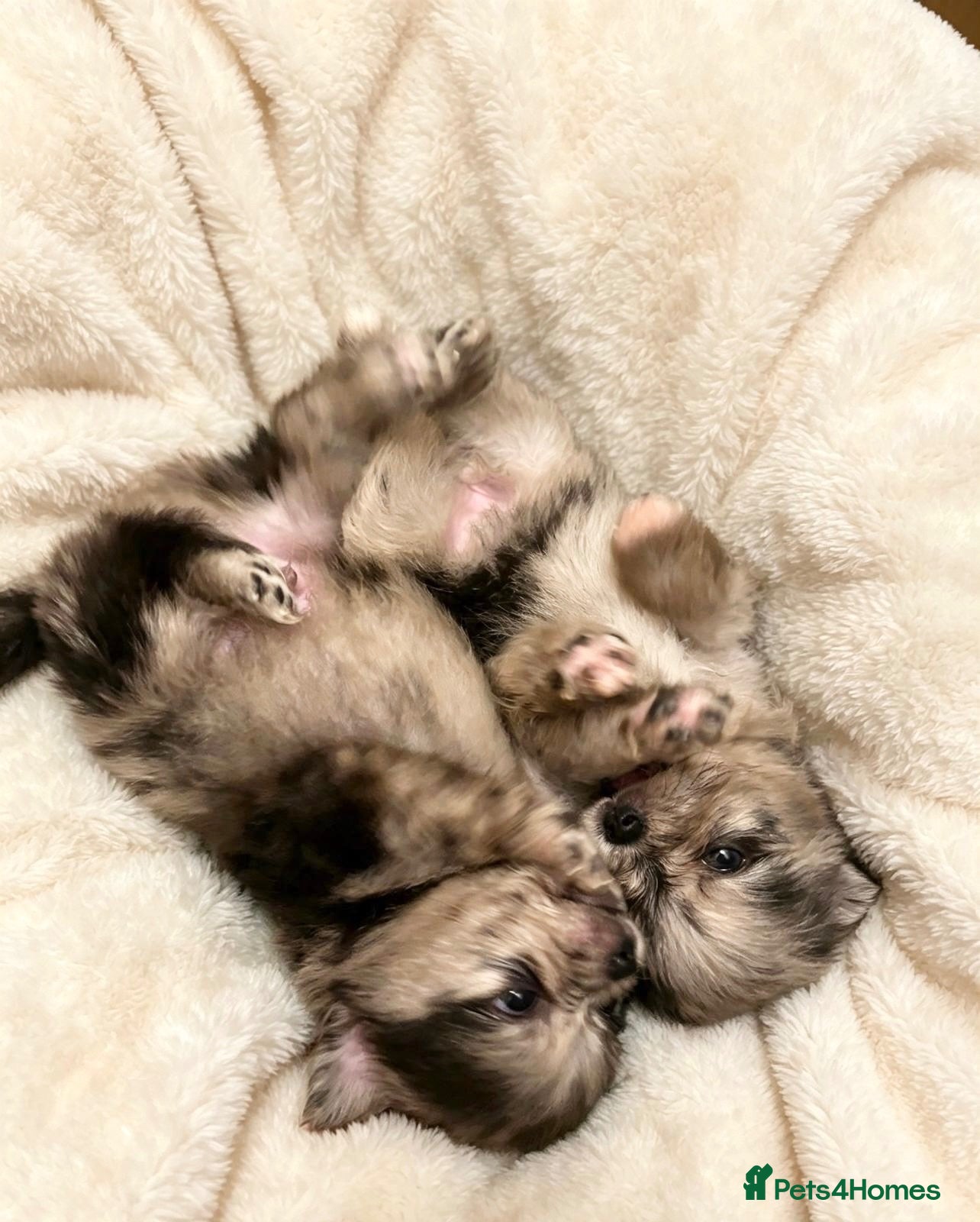 Pomeranian dogs ✨Four Mini Little Gems 💎🐾🐶✨💜🧡🩶🤎 - Advert 2