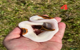 Python Snake reptiles for sale: Ball Python / Royal Python Hatchlings and Adults - Image 5