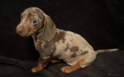 Miniature Dachshund dogs for sale: 🥰 Stunning Miniature Dachshunds 🥰 - Advert 13