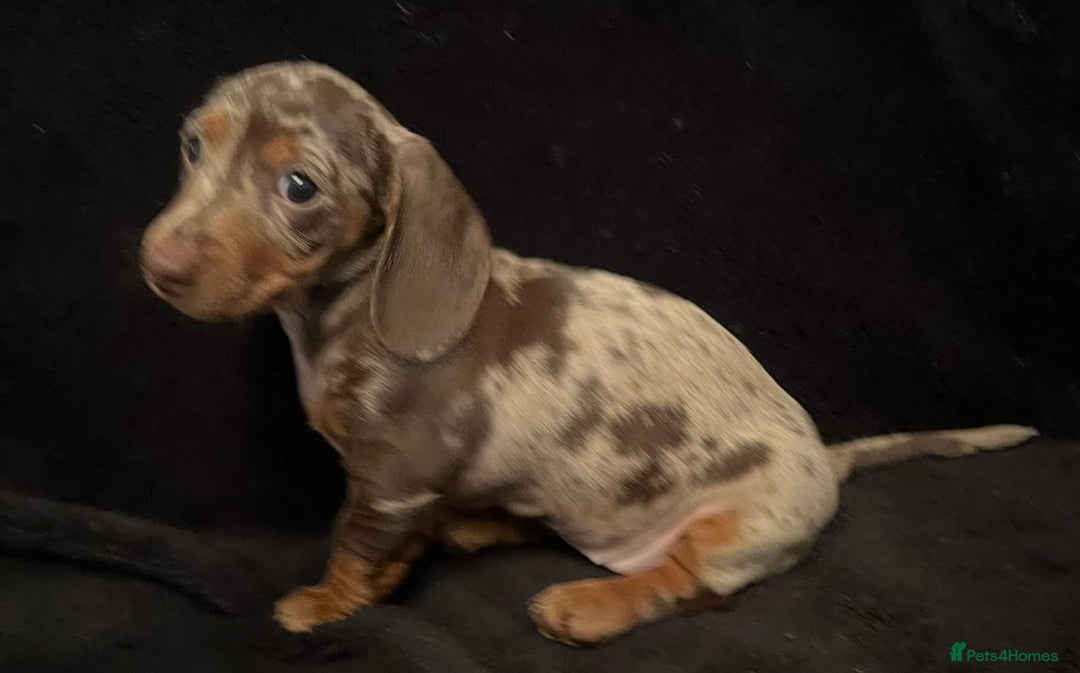 Miniature Dachshund dogs for sale: 🥰 Stunning Miniature Dachshunds 🥰 - Advert 13