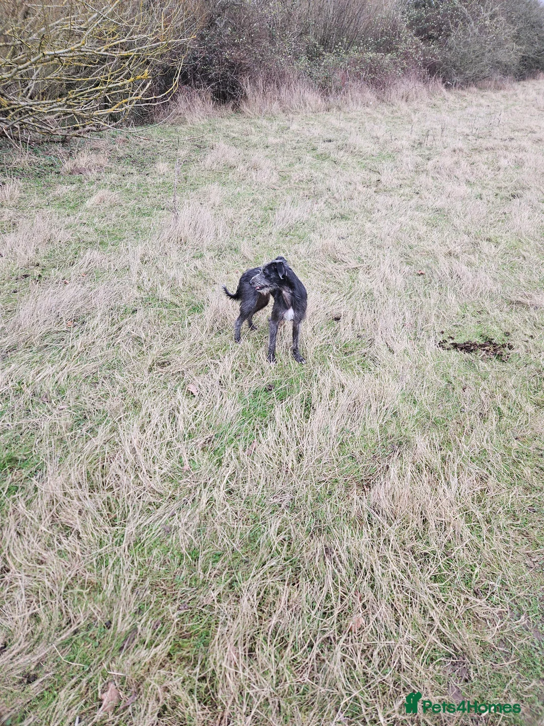 Mixed Breed dogs for sale: Bedlington whippet  in Colchester - Advert 3