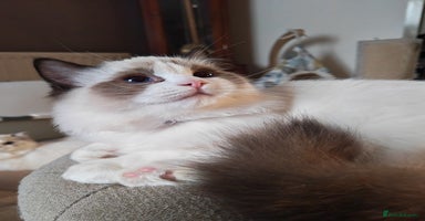 Ragdoll cats  READY NOW GCCF  REG. EUROPEAN  LINE BOYS   - Advert 5