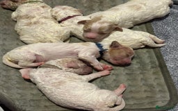 Cavapoochon dogs for sale: Cavapoochon! Our December Reindeer Litter!  - Image 15