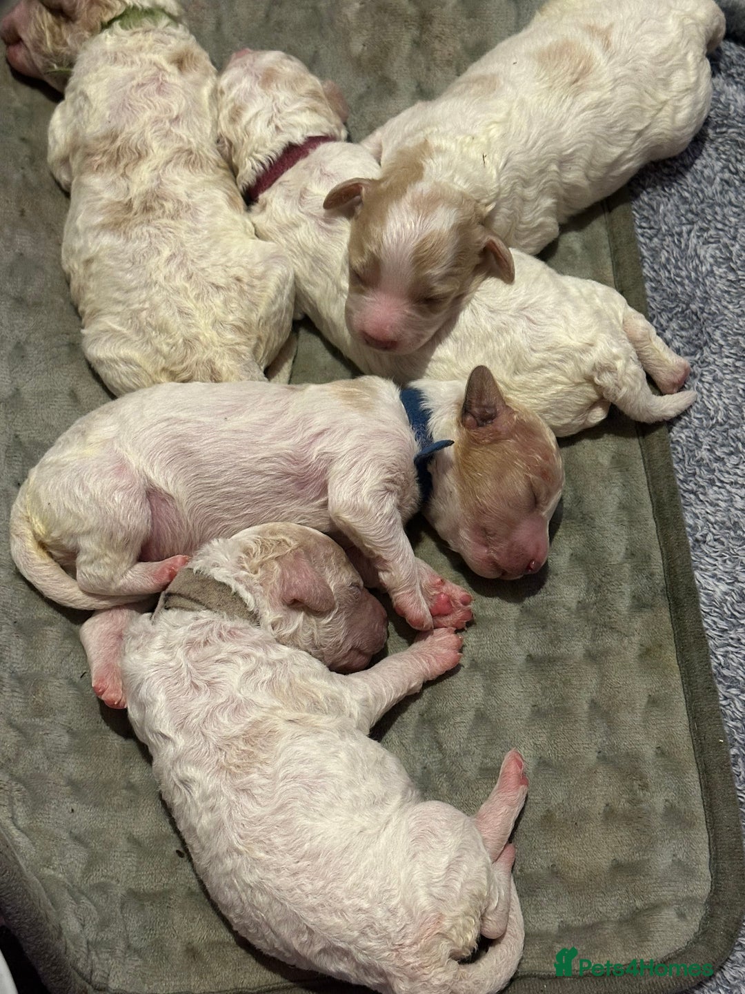 Cavapoochon dogs for sale: Cavapoochon! Our December Reindeer Litter!  - Image 15