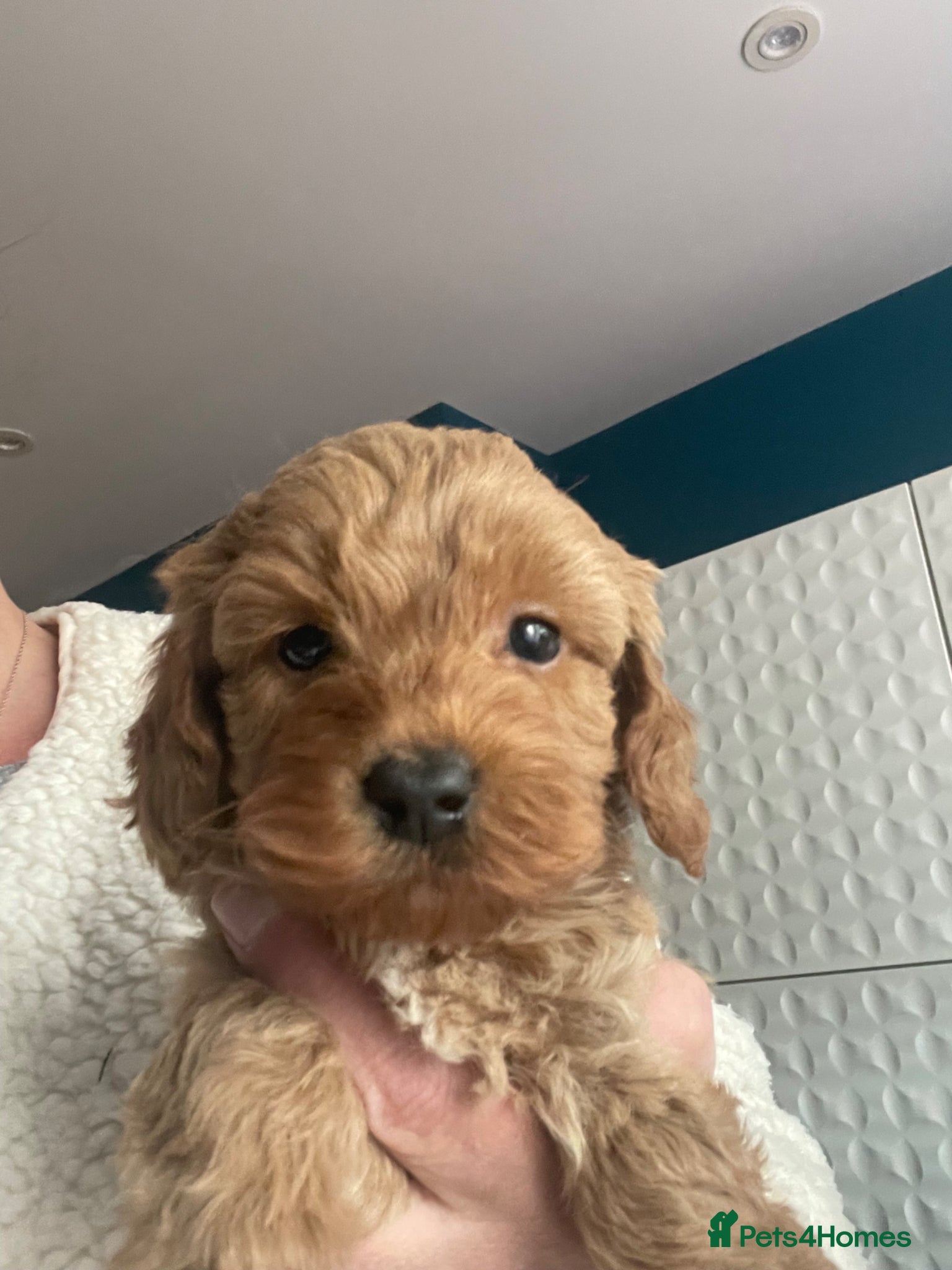 Cavapoo dogs Toy Cavapoo pups  - Advert 18