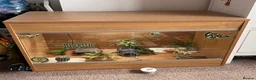 Leopard Gecko reptiles for sale: Leopard gecko  in Crewe - Advert 4