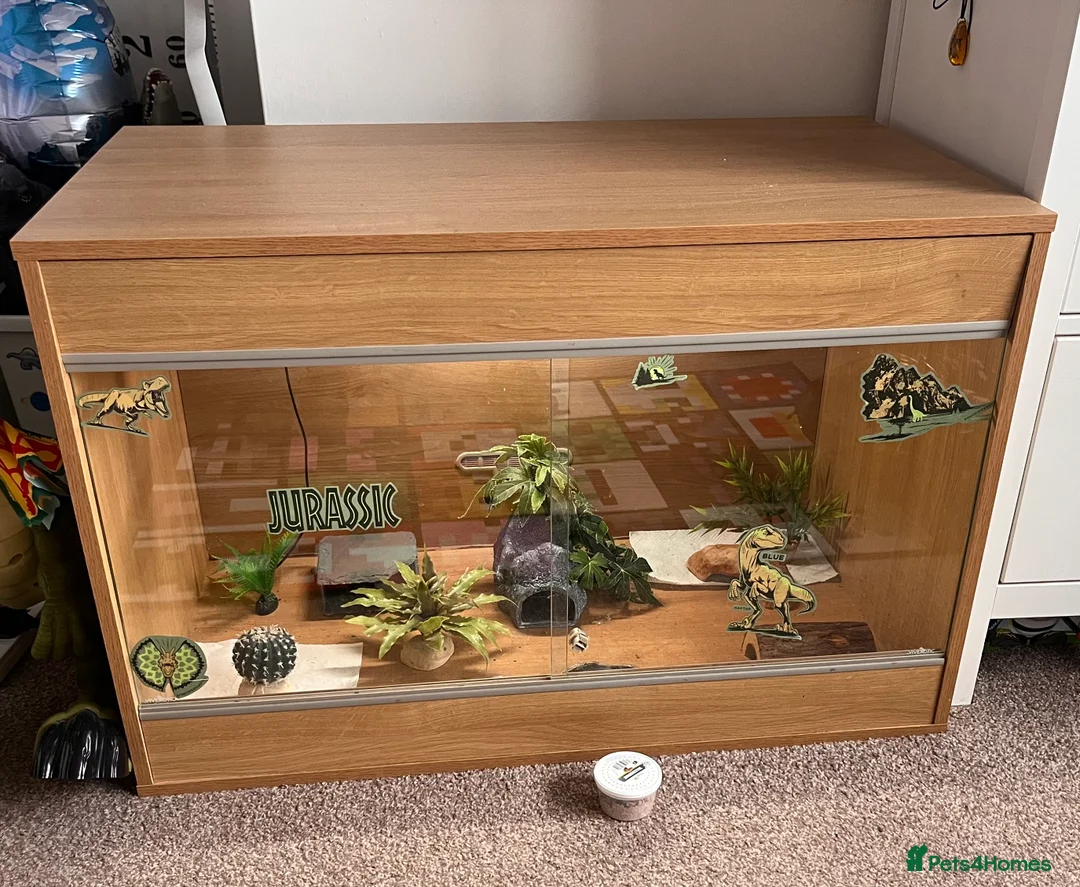 Leopard Gecko reptiles for sale: Leopard gecko  in Crewe - Advert 4