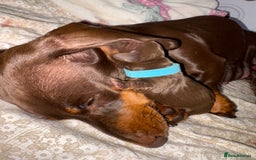 Miniature Dachshund dogs for sale: Miniature dachshund pups for sale 2 boys 1 girl  - Image 17