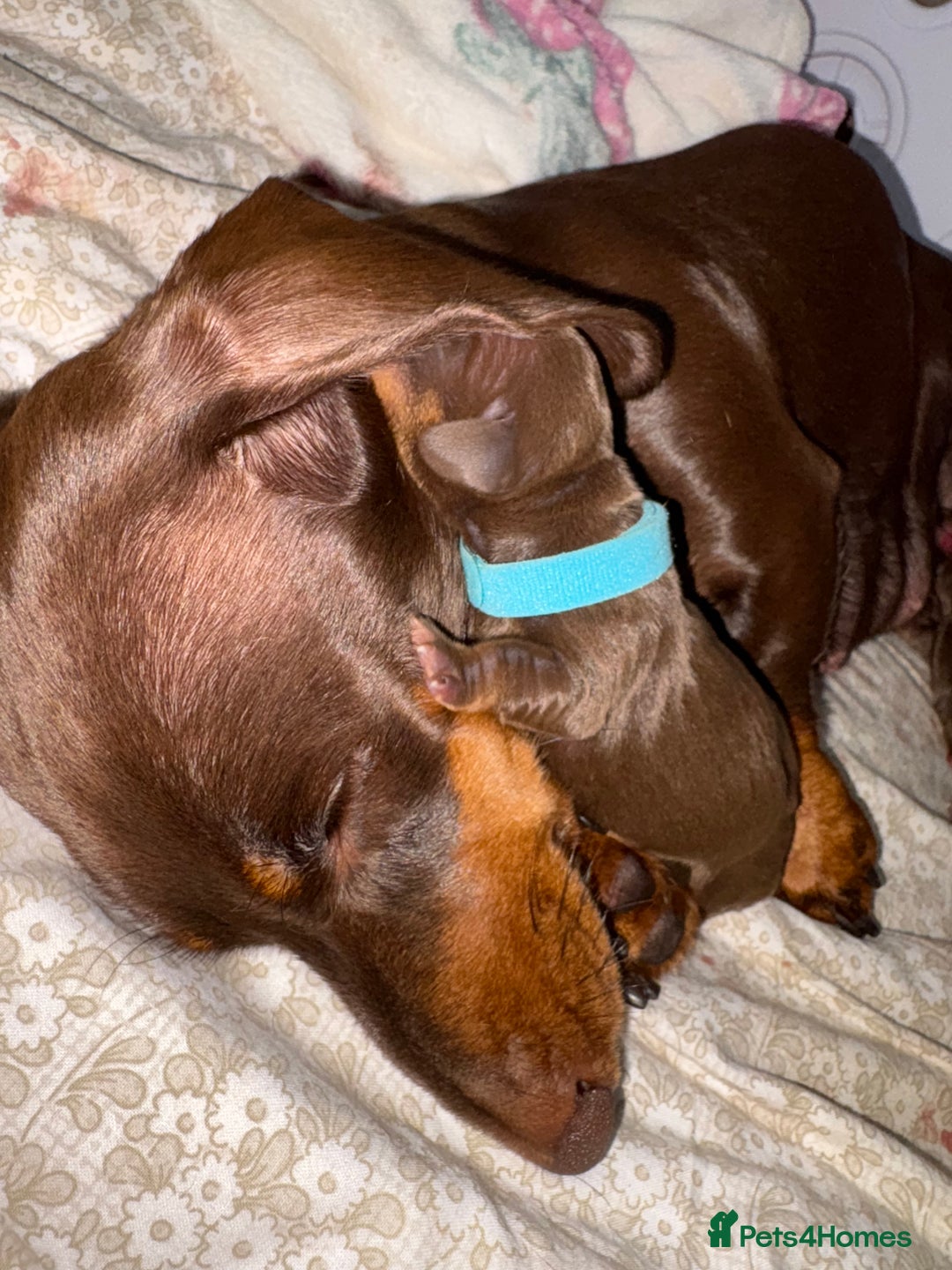 Miniature Dachshund dogs for sale: Miniature dachshund pups for sale 2 boys 1 girl  - Image 17