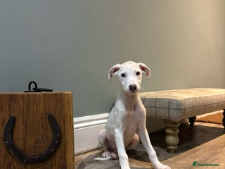 Lurcher dogs Lurcher puppies 👀🏡 - Advert 1
