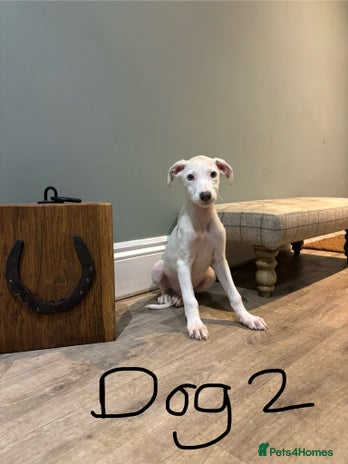Lurcher dogs Lurcher puppies 👀🏡 - Advert 3