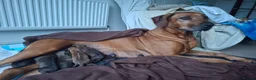 Rhodesian Ridgeback dogs for sale: Rhodesian Ridgeback Puppies KC Health Elb Hip JME in Diss - Advert 30