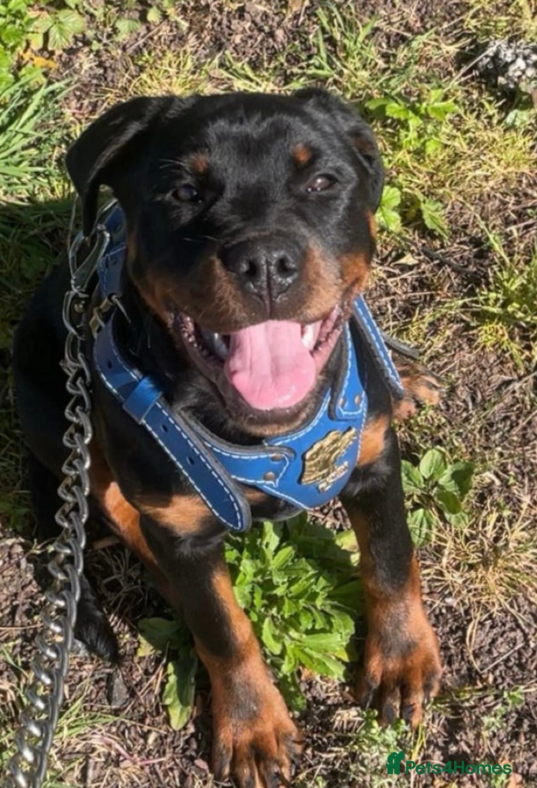 Rottweiler dogs for sale: 1yr old Rottweiler  - Advert 2